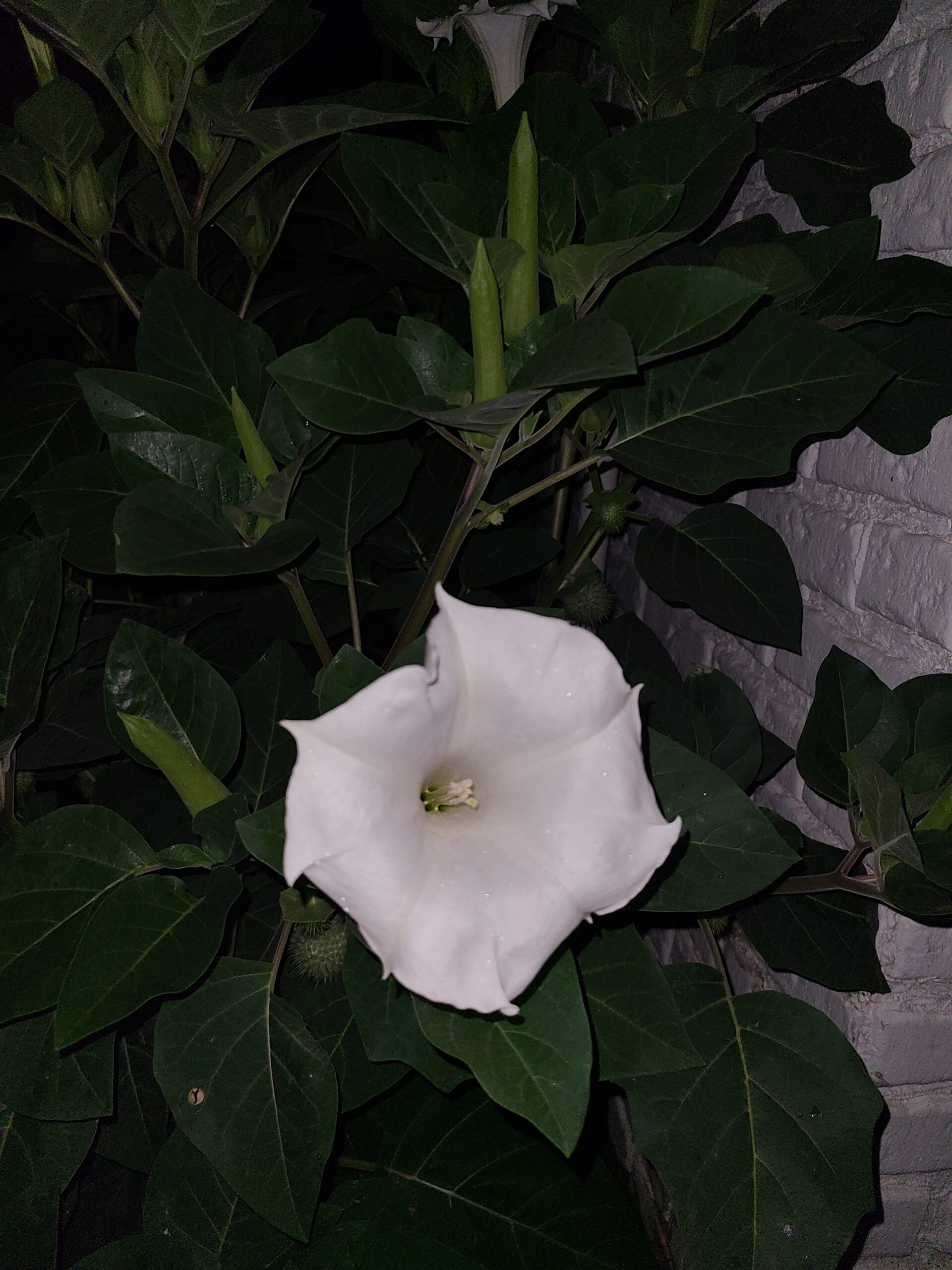 Botanical moon flower bloom with soft natural tones